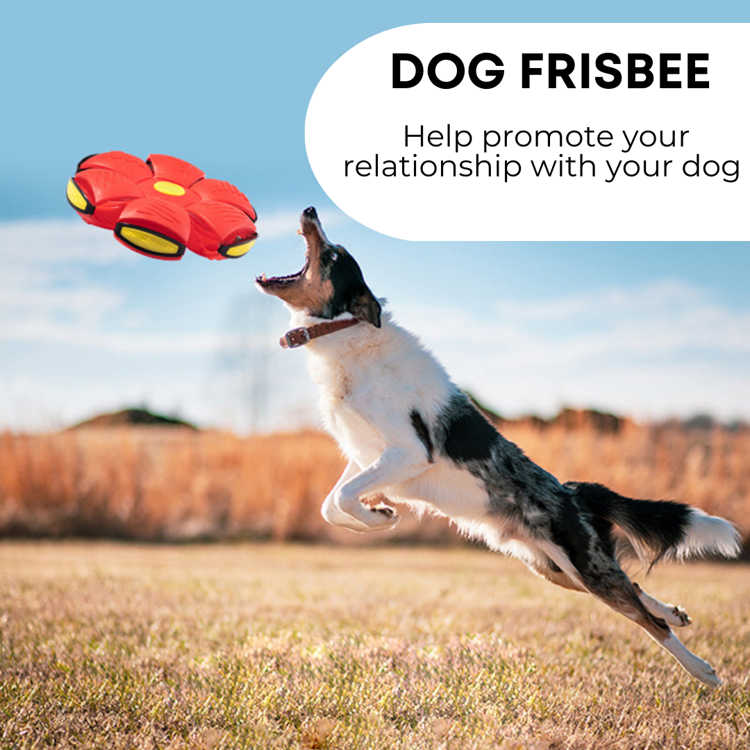 Pawlogy Dog Frisbee